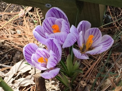 Bee Explorer Inside Crocus