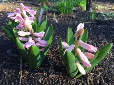 Pink Hyacinths