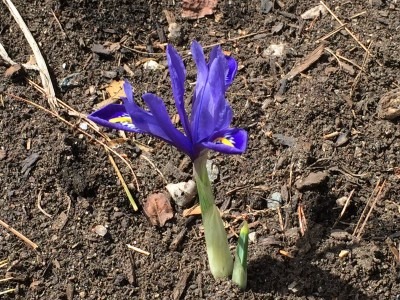 Mini Iris