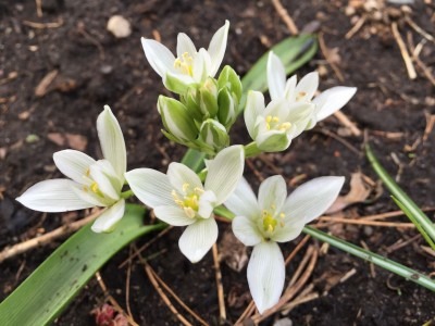 Ornithogalum balansae