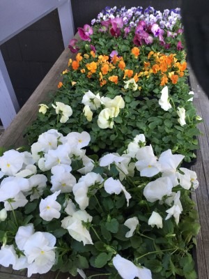 Rainbow Pansies Await Planting