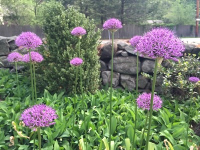 Allium Globes