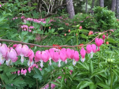 Bleeding Heart Forest