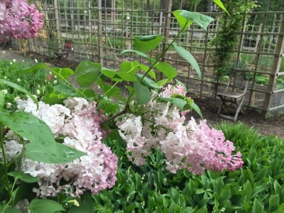 Lilacs Peak in Late May
