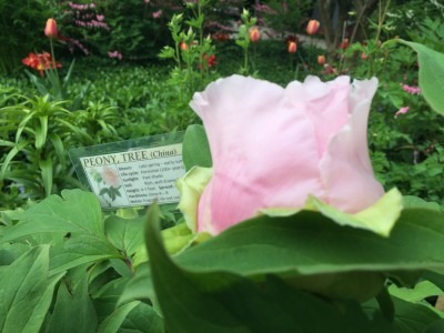 Pink Tree Peony, Blooms Begin
