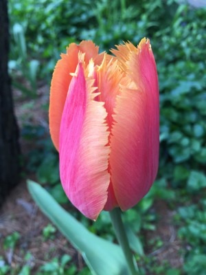 Sunset Fringed Tulip
