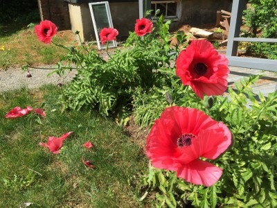 King Kong Poppies