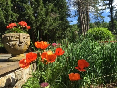 Oriental Poppies
