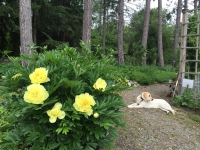 Miss Honey Turns her Head Away from a Bright Yellow Itoh Peony