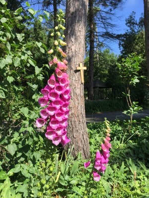 Foxglove Towers