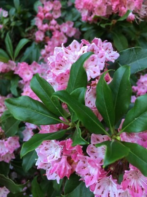 Mountain Laurel in Bloom