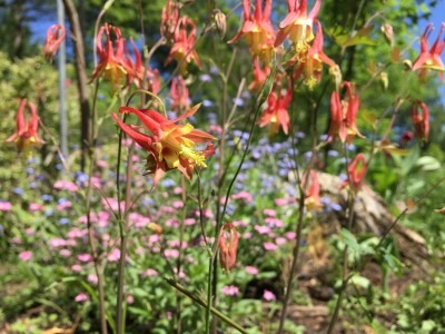 Red Fire Columbine