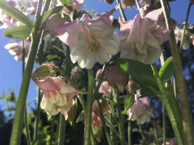 Pink Petticoat Columbine