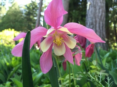 Pink Columbine Surprise