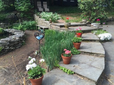 Ready for Summer with Geraniums!