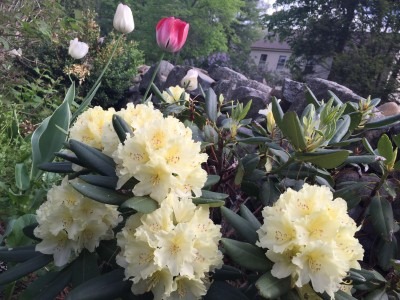 Rhodo Capistrano
