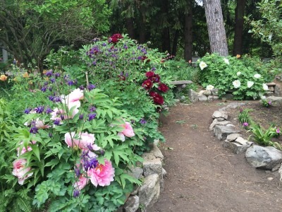 Tree Peonies in Full Bloom