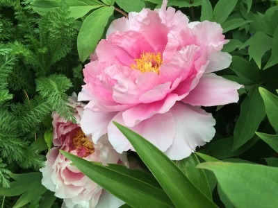 Pink Tree Peony
