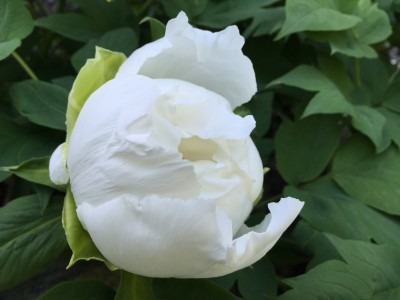 White Tree Peony