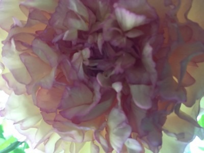 Yellow-Raspberry Tree Peony