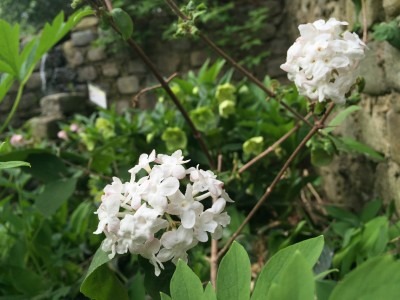 White Verbenum