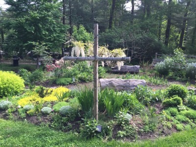 White Wisteria Tree in Bloom
