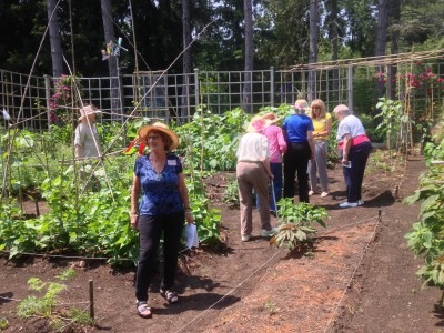 Ladies sample Sugar Snap Peas in the Kitchen Garden