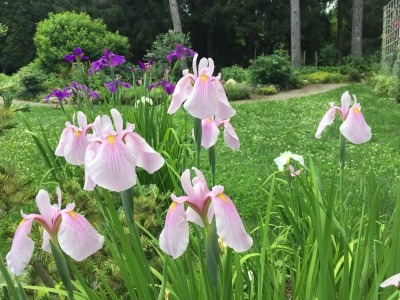 Japanese Iris Wings