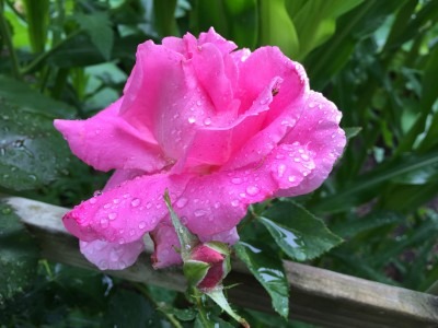 Accessible & Fragrant Climbing Rose