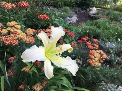 Heavenly Angel Ice Day Lily Blooms in Circle Garden
