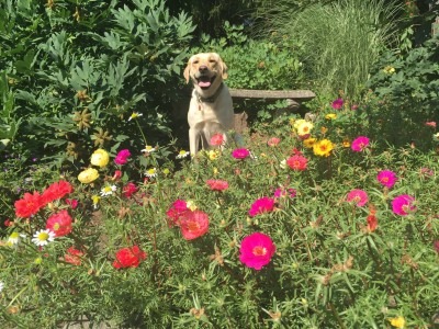 Miss Honey with Portulaca