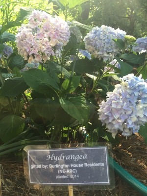 Hydrangea gifted by Burlington House Residents (NE-ARC)