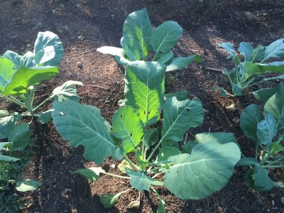 Collard Greens in the Kitchen Garden