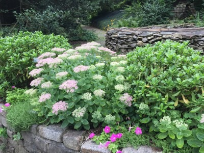 Soft Pink Sedum Blooms