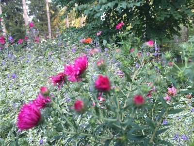 Asters, Sub-shrub, Hibiscus, and Zinnias
