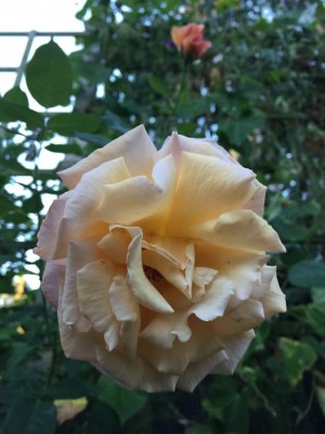 Sweet Sunset Rose