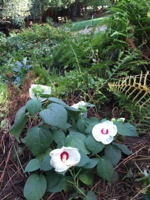 Hibiscus Planted 9/26