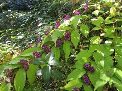 American Beautyberry, close-up