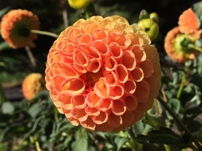 Orange Dahlia