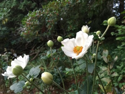 Fall White Anemone