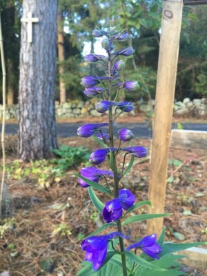 Delphinium Dares to Bloom