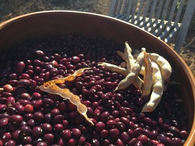 Cranberry Beans and Pods