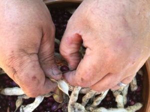 Karl's Hands, Shelling Beans