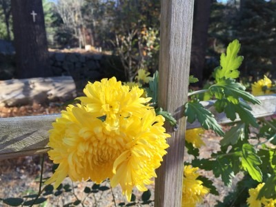 Special Mums Shine