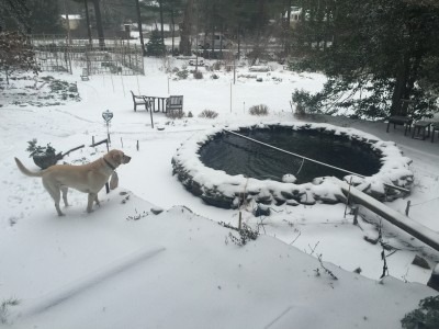 Miss Honey Looks Over Koi Pond
