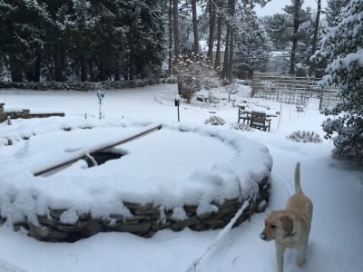 Miss Honey Explores Snow at Koi Pond