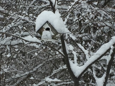 Bird House