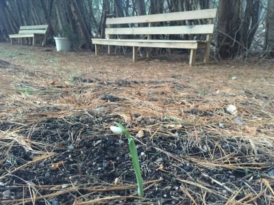 First Snowdrop 2016!