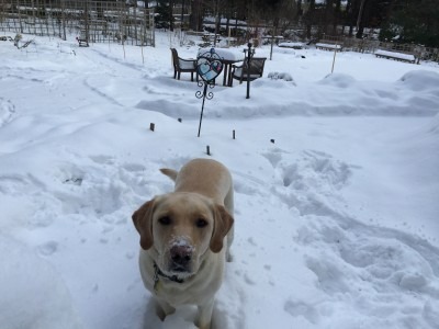 Miss Honey and the MargFMac Front Garden Loop, Feb 11, 2016