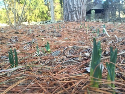 Narcissus Bulb Tips in the Cut Flower Garden